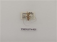 藏品(五星白天牛)的圖片